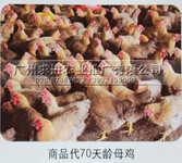 麻黄鸡苗批发，新广k9鸡苗/882鸡苗，广东孵化场供应，价格优惠