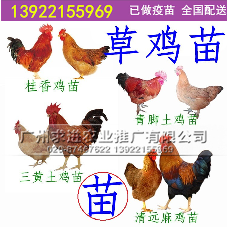 土鸡品种