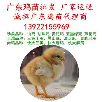 广东鸡苗批发，厂家全省运送，广东鸡苗市场孵化场土鸡苗价格