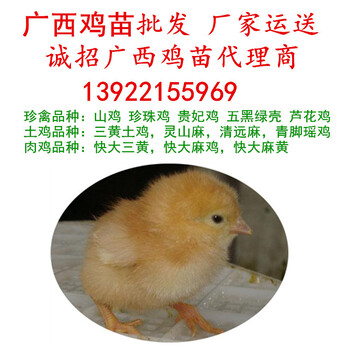 广西鸡苗批发，厂家全省运送，广西鸡苗市场孵化场土鸡苗价格