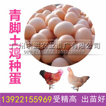 竹丝鸡种蛋批发，种蛋受精率85%以上，厂家供应价格优惠