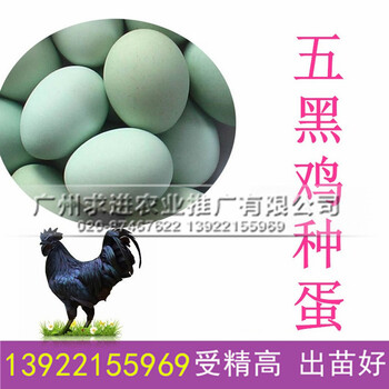 五黑鸡种蛋，五黑绿壳/五黑一绿/乌鸡种蛋厂家批发价格，受精率高