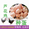 芦花鸡蛋批发，纯种芦花鸡种蛋受精率85%以上，价格优惠厂家供应图片