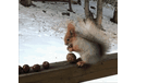 哪里有卖雪地松鼠一只多少钱