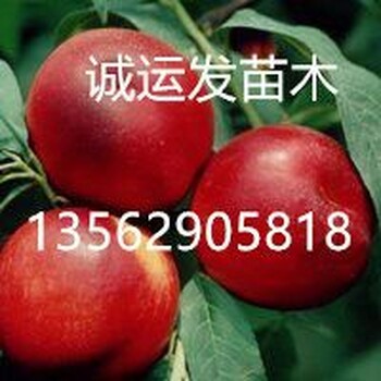 黄金蜜4号桃国庆桃是什么桃