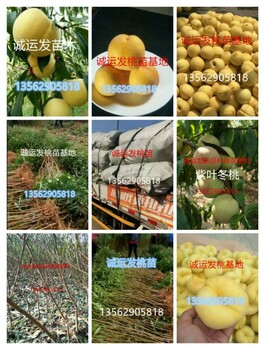 桃树的十六种新品种国庆红桃品种缺点