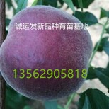又大又甜黄桃品种介绍山东好桃树品种图片1
