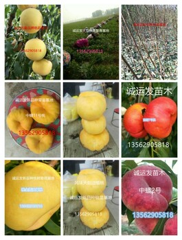 桃子品种介绍图片大全九九桃王几号成熟