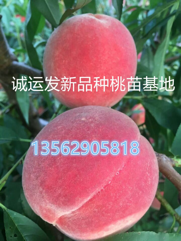 山东晚熟桃品种特早熟黄桃新品种
