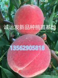 黄金蜜4号桃品种介绍金秋王桃简介图片4