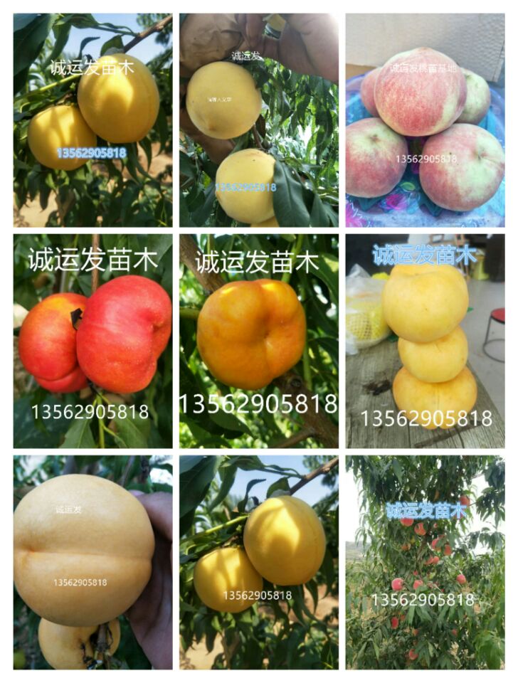 山东晚熟桃品种特早熟黄桃新品种