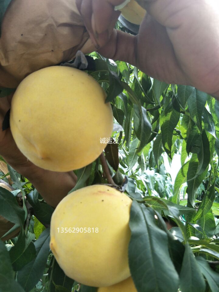 又大又甜黄桃品种介绍山桃树品种