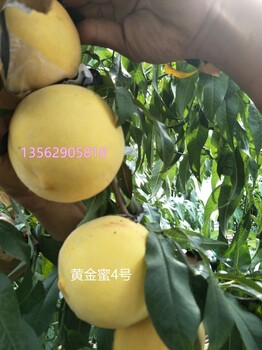 大甜的黄桃品种三斤重的桃子品种