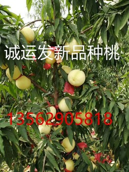 极晚熟大桃11月品种早树的黄金蜜桃