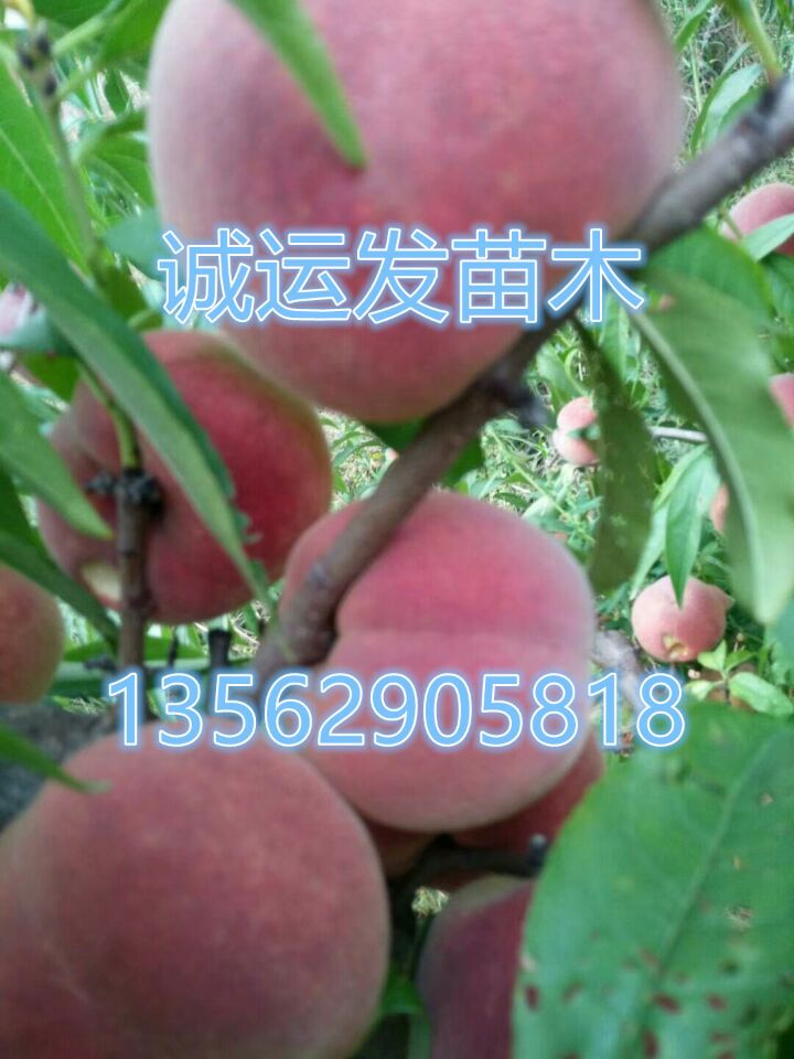 桃子品种介绍图片大全九九桃王几号成熟		
