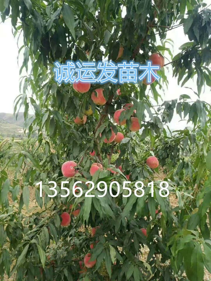 桃树的十六种新品种红桃品种缺点		