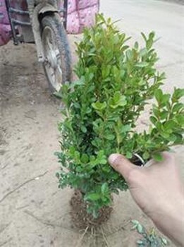 種植地15-20公分冠幅瓜子黃楊球及時(shí)價(jià)格