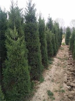 江蘇塔柏產(chǎn)地2米-2.8米高塔柏規(guī)格型號(hào)