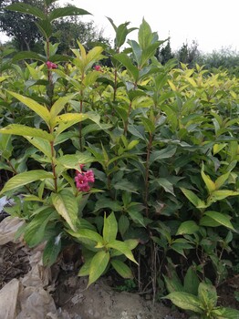 宿遷苗圃50公分高紅王子錦帶價(jià)格便宜