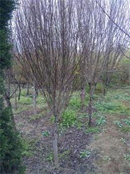 江蘇基地2-3公分木槿銷(xiāo)售