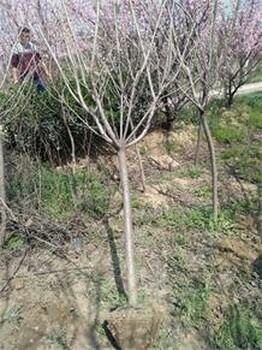 現(xiàn)貨5公分櫻花價(jià)格