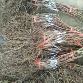 紫脆無核葡萄苗價格紫脆無核葡萄苗簡介紫脆無核葡萄苗基地