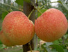 美人酥梨品種特點美人酥梨苗報價美人酥梨苗基地