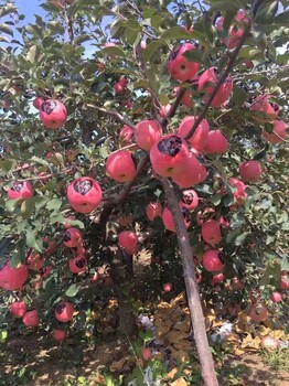 蜜脆苹果苗价格蜜脆苹果苗简介鲁丽苹果苗介绍