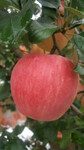 瑞雪苹果苗种植法瑞雪苹果苗品种报价