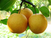 豐水梨梨苗多少錢一棵豐水梨梨苗品種簡介豐水梨梨苗基地