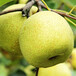 優質八月酥梨樹苗八月酥梨樹苗基地價格