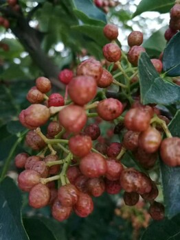 九叶青花椒苗九叶青花椒苗报价