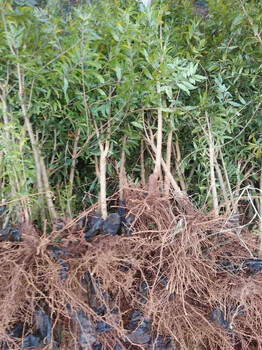 紅巨蜜石榴苗報價紅巨蜜石榴苗品種介紹紅巨蜜石榴苗栽培