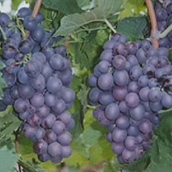 夏黑葡萄苗今年价格夏黑葡萄苗品种简介