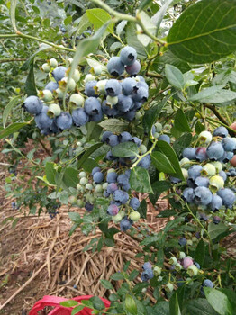 埃利奥特蓝莓苗品种简介埃利奥特蓝莓苗价格