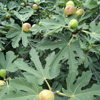布蘭瑞克無(wú)花果苗布蘭瑞克無(wú)花果苗報(bào)價(jià)