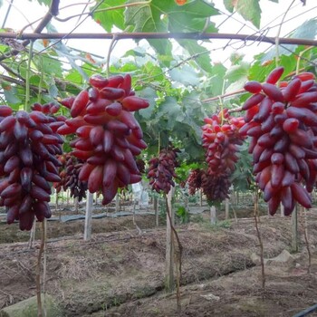 红芭拉多葡萄苗种植红芭拉多葡萄苗价格