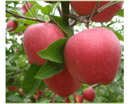 太极红苹果特性太极红苹果苗报价太极红苹果苗介绍