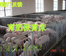 河北世昌养殖设备生产厂家低价出售小猪保育床欢迎订购