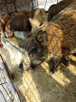 哪里有出售野猪的野猪苗多少钱一头野猪肉受欢迎吗