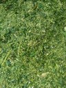 民耀90皇竹草靑儲機(jī)黑麥草收割機(jī)履帶式青貯機(jī)回收機(jī)
