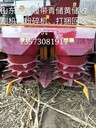山東民耀靑儲(chǔ)機(jī)粉碎機(jī)還田機(jī)省時(shí)省力環(huán)保靑儲(chǔ)干凈不含土現(xiàn)貨熱銷(xiāo)