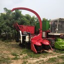小型履帶式秸稈青貯機(jī)稻草粉碎收獲機(jī)玉米秸稈收割機(jī)
