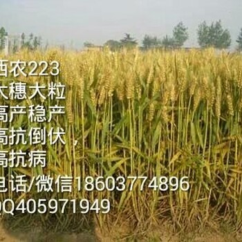 供应新麦26小麦种子