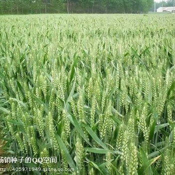 半冬性强筋小麦种子粮食销售价格高！