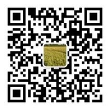 哪里批发供应新麦26小麦种子?价格多少钱一斤?图片