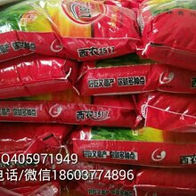 供应高产稳产半冬性强筋优质小麦品种西农3517图片