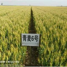 青麦6号小麦种子供应信息,青麦6号种子多少钱一斤?图片