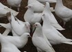 肉鸽价格，肉鸽养殖