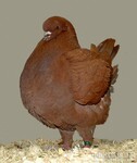 肉鸽养殖图片价格--山东骏驰种鸽养殖场